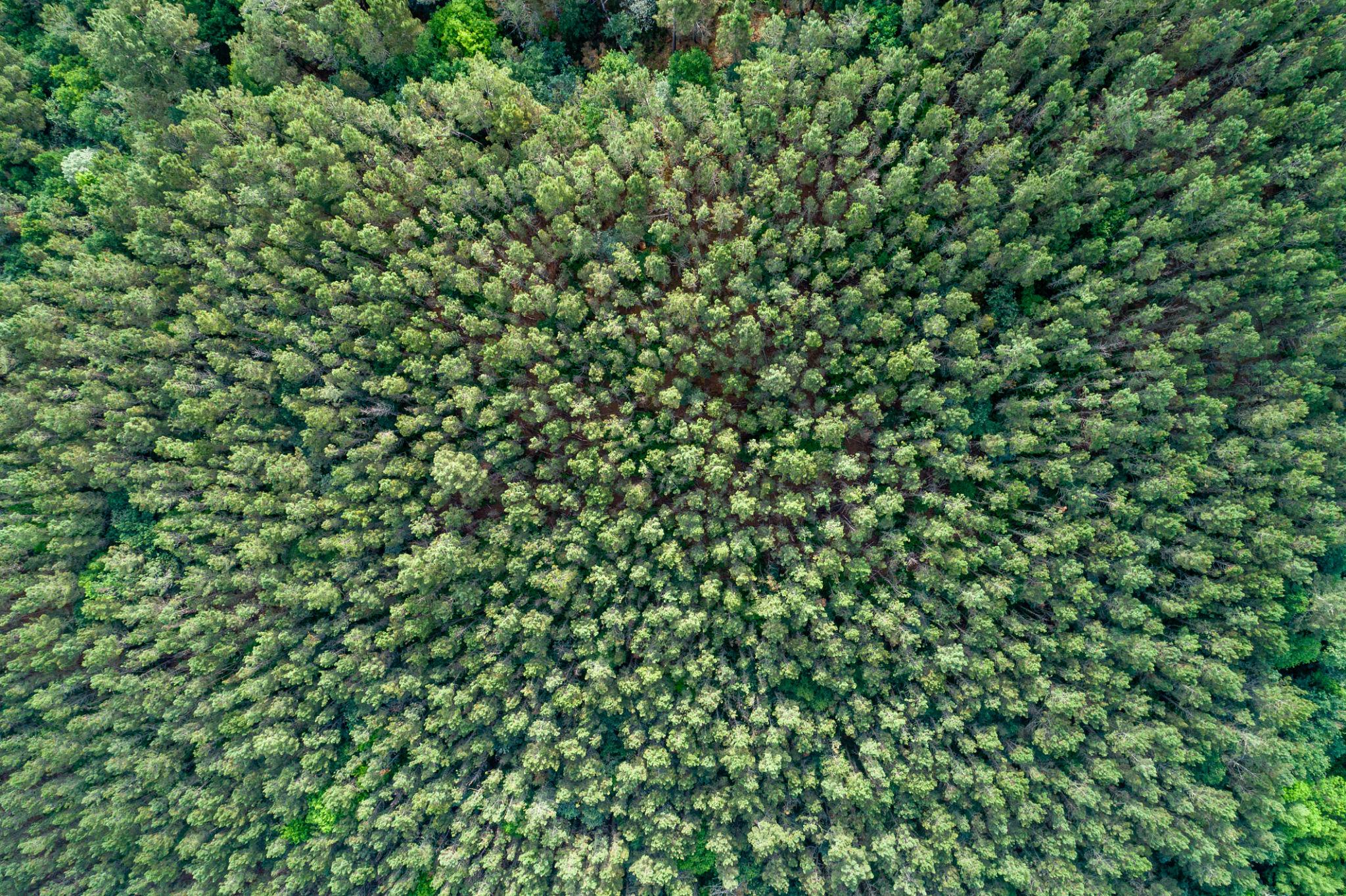 Aerial view of a forest canopy with glowing data overlays - Neural Networks in the Canopy.
